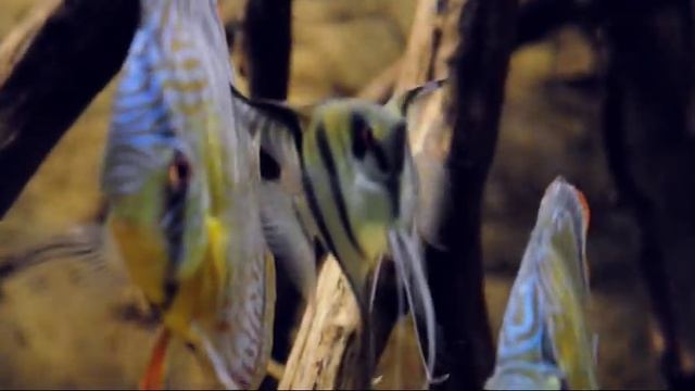 190g Wild Discus Biotope смотреть онлайн