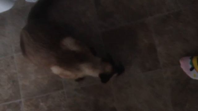 Feline Asthma смотреть онлайн