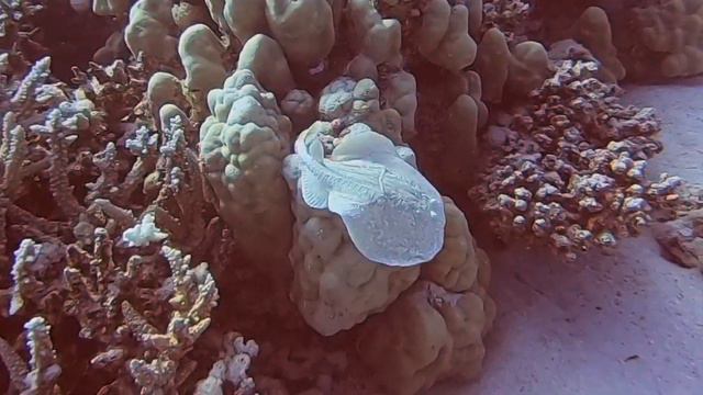 Diving - Marsa Shagra & Elphinstone - Red Sea - Apr'23 - Dolphin, Turtles, Tuna, Sting Ray, Octopus смотреть онлайн