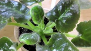 ОТКУДА БЕРЕТСЯ КЛЕЩ НА ФИАЛКАХ ? Поражение цикламеновым клещом .