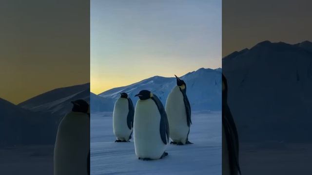 звуки пингвинов или как говорил пингвин