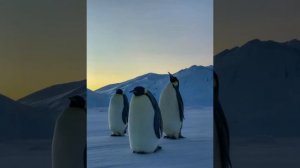 звуки пингвинов или как говорил пингвин