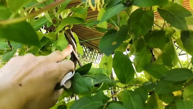 жимолость каприфоль после обрезки смотреть онлайн