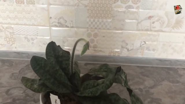 Пафиопедилум Малипоенс (Paph. Malipoense) с цветоносом!!! Спустя месяц после получения смотреть онлайн