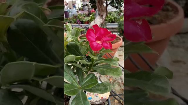#sort #rosadeldesierto😍 #adenium🌺 cuidado básicos y mucho más en #elviverodegloria смотреть онлайн