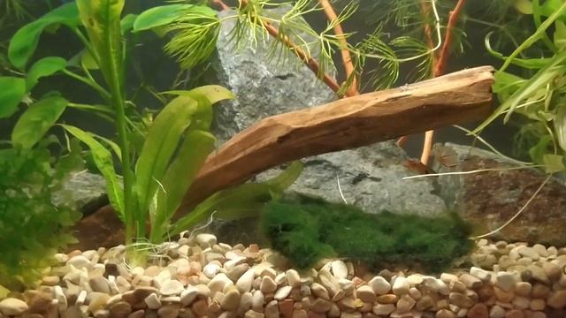 Мини аквариум "Балтимор" 10 л с рыбками и растениями смотреть онлайн