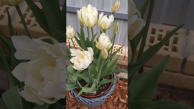Тюльпан Tulipa White Valley. Цветение