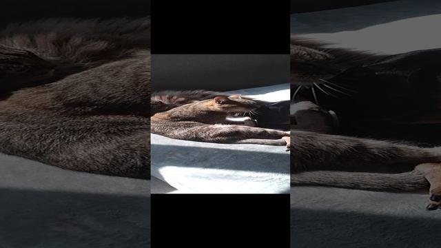 Мои животные