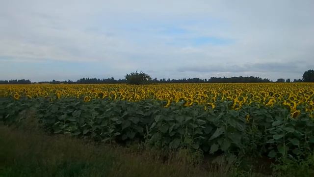 Подсолнухи. Кулунда. смотреть онлайн