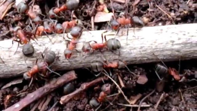 Миньяр короткометражка МУРАВЬЙ снято 07.04.16 смотреть онлайн