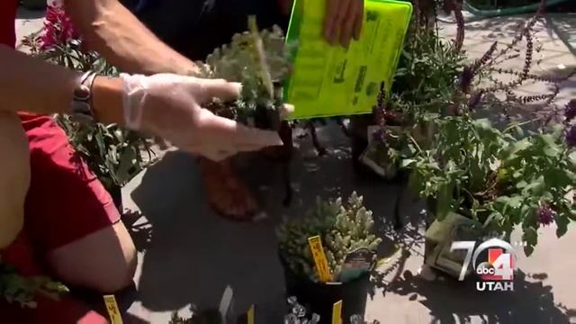 Good4Utah Gardens - MillcreekGardens 2017 05 18 смотреть онлайн