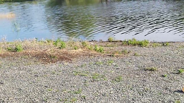 Наблюдение за природными утками на природе 22.07.23 смотреть онлайн