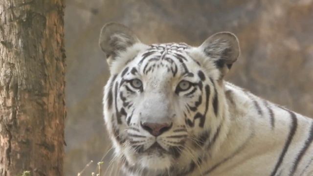 White tiger 🐯 in Pune Katraj Zoo смотреть онлайн