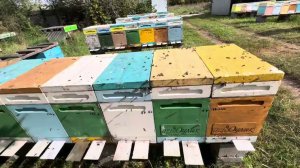 Начал кормить пчел 10.09.24