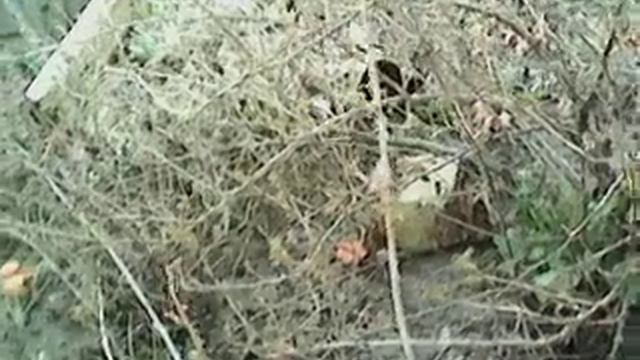 КУПИТЕ НЕ ПОЖАЛЕЕТЕ. ТРИ ОБАЛДЕННЫХ СОРТА КРЫЖОВНИКА. Весна апрель 2018 года. 18+ смотреть онлайн