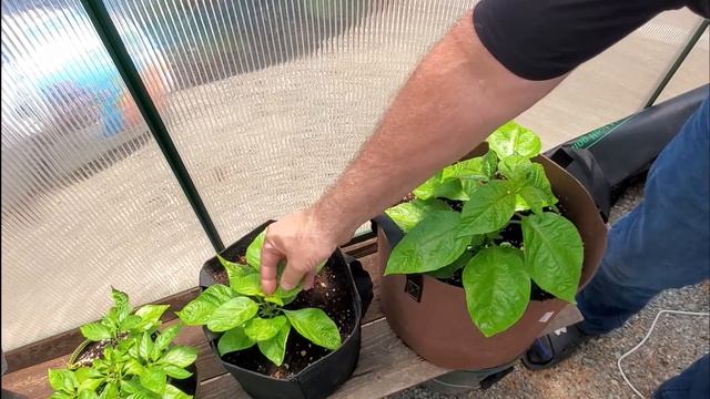 Bootstrap Farmer Grow Bag Review смотреть онлайн