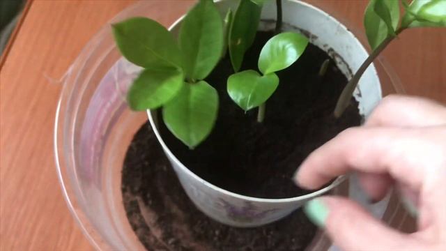 Как вырастить замиокулькас смотреть онлайн