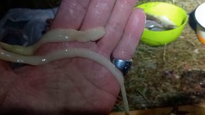 у нас вся рыба с паразитами , вся.Это солитер.есть и опаснее