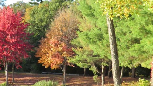 I love fall - Canon SX60 HS смотреть онлайн