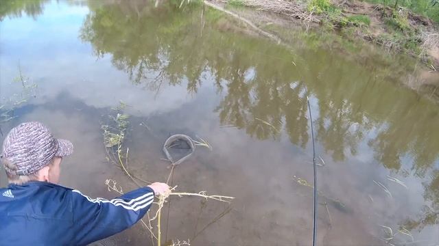 Рыбалка на Голавля. Рыбалка на Фидер. Рыбалка на быстрой реке. Часть 1. 04.06.2022г. смотреть онлайн