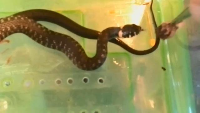 Кормление ужа (продолжение)/Natrix natrix смотреть онлайн