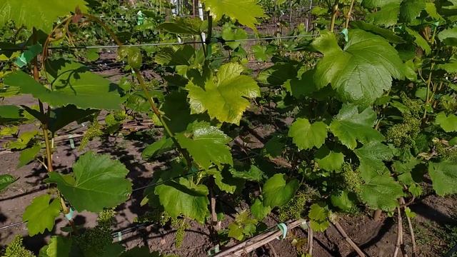 Профилактическая обработка винограда от серой гнили во время цветения. смотреть онлайн