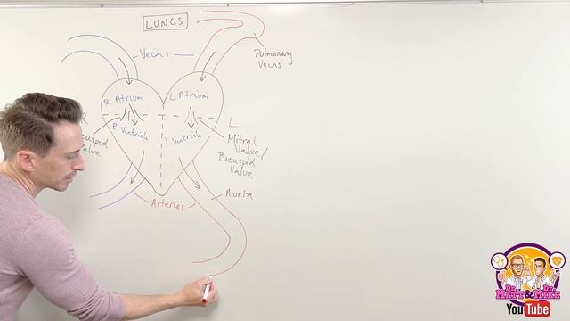 Best way to draw and label the heart! | Heart Anatomy смотреть онлайн