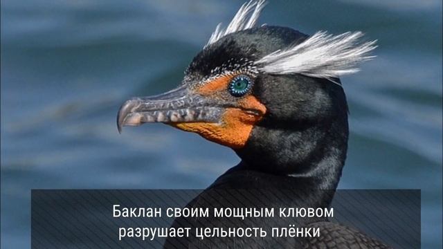 Бакланы атакуют «Крестовский»: что происходит? смотреть онлайн