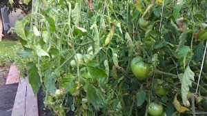 Томат эм-чемпион