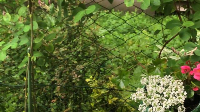 Квітник в горщиках: бакопа, алісум, пеларгонія, бегонія, плектрантус, екзакум смотреть онлайн