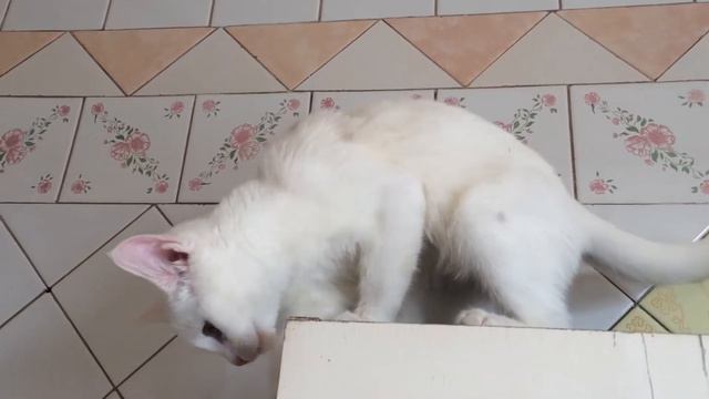 Разноглазая кошка.Ох уж этот взгляд;) смотреть онлайн