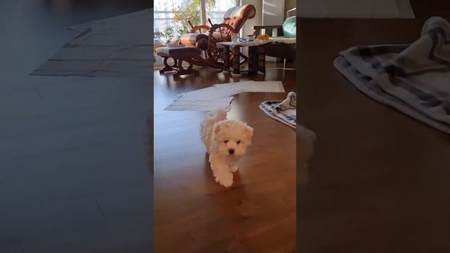 우리막둥이❤️ 아직 낯가리던 시절 #이리와 #강아지 #힐링 귀에 몽고반점처럼 갈색털도 있었지😘 смотреть онлайн