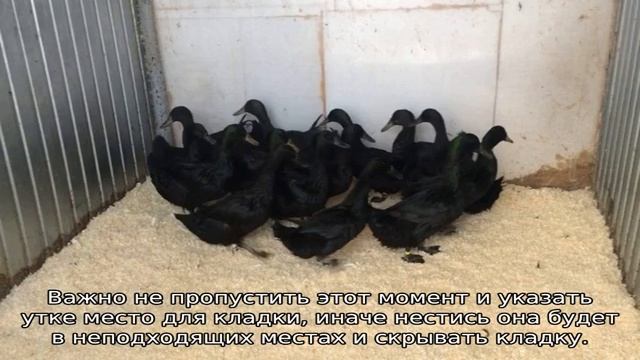 Утка Каюга — описание породы смотреть онлайн
