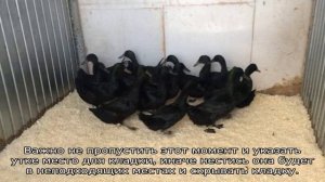 Утка Каюга — описание породы