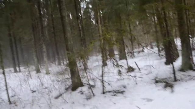 лосиные следы в лесу смотреть онлайн