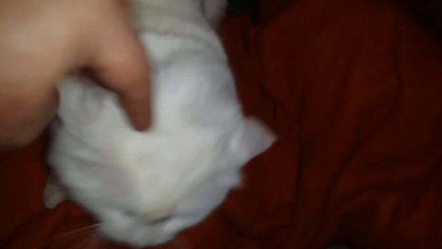 котята выросли немножко