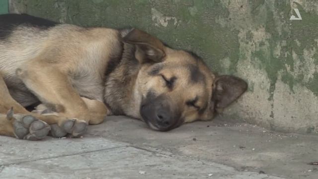 Дороги к детским лагерям смотреть онлайн