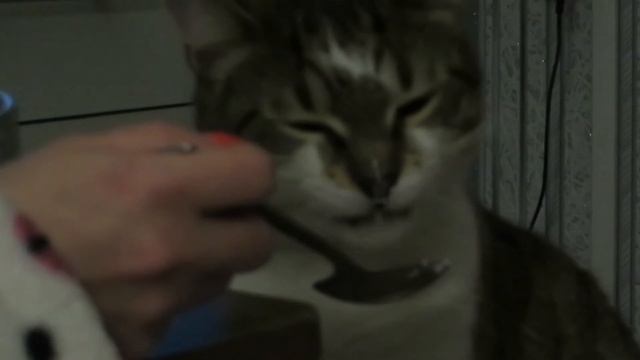 Полный ржач кот и сметана смотреть онлайн