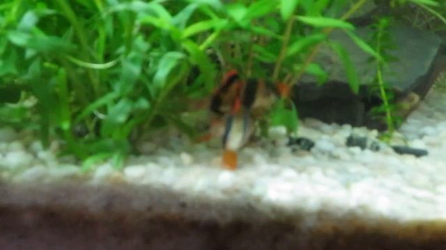 Fight Puntius tetrazona смотреть онлайн