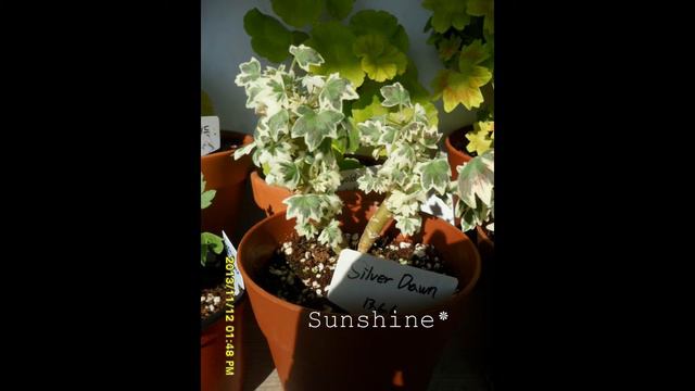 43. Silver Dawn 1 실버 던 Pelargonium смотреть онлайн
