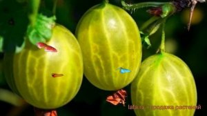 Крыжовник обыкновенный Малахит (malahit) ? обзор: как сажать, саженцы крыжовника Малахит