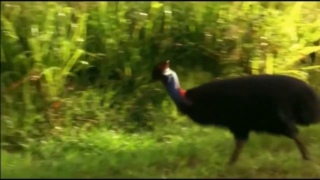 Казуар - самая опасная птица на Земле смотреть онлайн