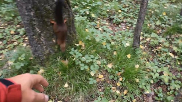 В красноярском Академгородке - белки приманивают тебя! смотреть онлайн
