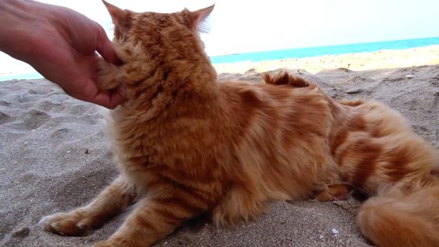 'GINGER' CAT [MAINECOON] On THE SEA~ #DUBAI. #UAE   /  