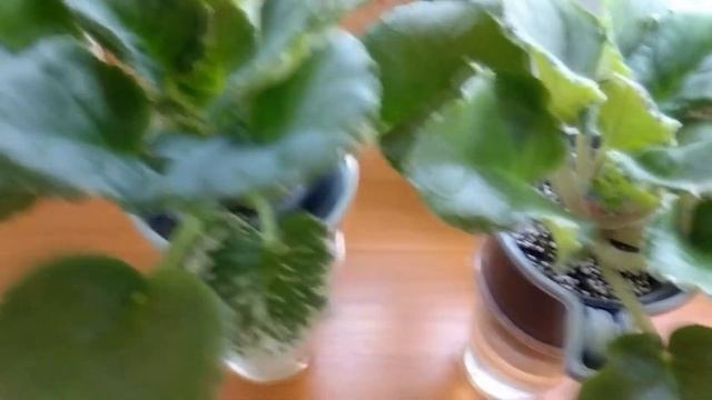 Из отпуска в реальность.Как пережили фиалки моё отсутствие. смотреть онлайн