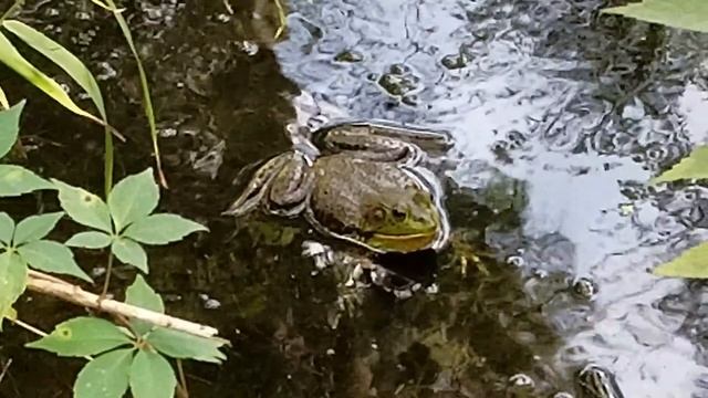 Знакомьтесь, Лягушка-бык. Bullfrog Sound.