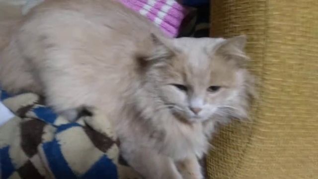 Кот вернулся через год..!! смотреть онлайн