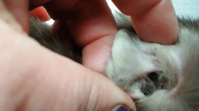 Привезли Куницу смотреть онлайн