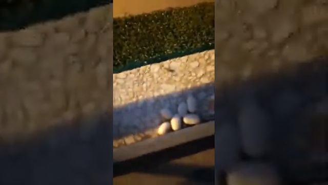 я выращиваю бобы смотреть онлайн