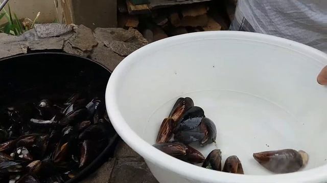 Как приготовить мидии смотреть онлайн